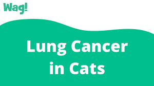 Pleural effusion can have a number of different causes, including diseases of the heart, lungs, or other systemic diseases. Lung Cancer In Cats Symptoms Causes Diagnosis Treatment Recovery Management Cost