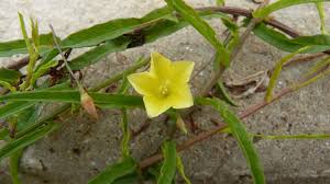 Image result for Xenostegia tridentata