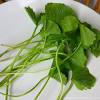 Ia menjadikan ulam raja salah satu ulam paling popular di malaysia selain pegaga, selom dan tenggek. Https Encrypted Tbn0 Gstatic Com Images Q Tbn And9gcr11ddjirjkwaoupshs0jcvv1y Cdx6f4ych0l4oja Usqp Cau