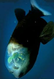 Barreleye Fish Deep Sea Life Beautiful Sea Creatures Deep Sea Creatures
