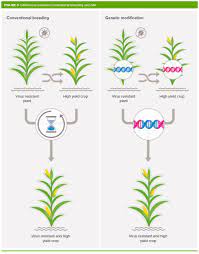 In a laboratory a corn plant is transformed with this new modified cry 1ab gene which will provide the corn plant with insecticidal protection. How Does Gm Differ From Conventional Plant Breeding Royal Society
