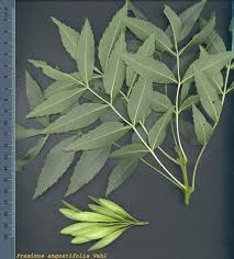 Image result for Fraxinus angustifolia