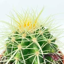 With that said, until the plant has established a deep root system, you should be a little more consistent with the watering. Succulent Echinocactus Grusonii Golden Barrel Cactus By Ls Group Shopee Malaysia