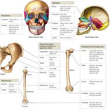 6 2 Bones Are Classified According To Shape And Structure