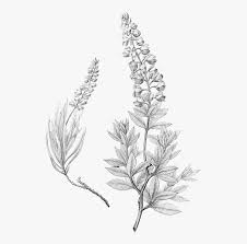 The question is, have you ever really looked at one. Lupinus Texensis Bluebonnet Drawing Texas Blue Bonnet Black And White Hd Png Download Transparent Png Image Pngitem