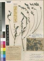 Image result for Aeschynomene mossambicensis