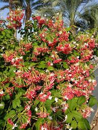Image result for Combretum sp. A
