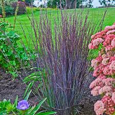 People love these narrow ornamental grasses that stay small for their unique textures and versatility as a companion plant. Smoke Signal Bluestem Shop Ornamental Grasses Spring Hill