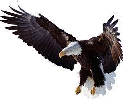 Gambar tersebut bisa anda download langsung, caranya silahkan klik. Free Logo Kepala Rajawali Download Free Clip Art Free Clip Art On Gambar Burung Burung Burung Rajawali