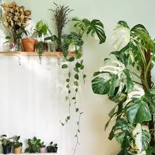 Pin By Aerify Plants Collection On Garden Indoor Plant Decor Variegated Plants Houseplants Indoor