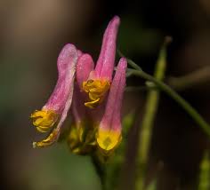 Image result for Xyris capnoides