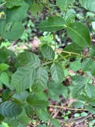 Image result for Paullinia pinnata
