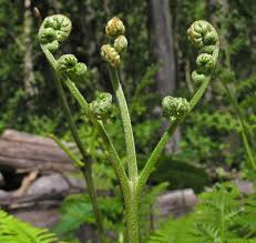 Image result for Pteridium aquilinum