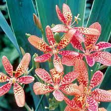 In autumn the seed pods burst to reveal clusters of black seeds like blackberries. Blackberry Lily