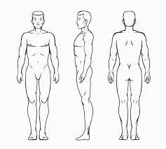 Male muscular system, full anatomical body diagram with muscle scheme, vector illustration educational. Male Body Vector Illustration Human Body Drawing Male Body Illustration
