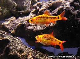 Barbus Semifasciolatus Gold Altin Barb Akvaryum Baligi Akvaryum Balik