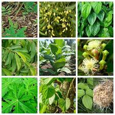 Semburan racun organik ini perlulah berkala. Infopublik Mengenal Tumbuhan Bio Pestisida Pengendali Hama Dan Penyakit Tanaman Ramah Lingkungan