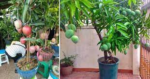 Gambar sketsa buah buahan (mangga). 3 Langkah Mudah Tanam Mangga Dalam Pasu Cepat Dan Lebat Berbuah Impiana