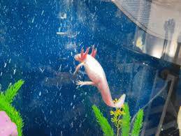 If playback doesn't begin shortly, . Bubbles Axolotl Gif Bubbles Axolotl Minecraft Descubre Comparte Gifs