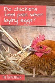 Good feed is the fuel for egg production, and careful nutrition planning is essential for chickens at all stages of development. Do Chickens Feel Pain When Laying Eggs The Featherbrain