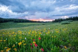 Flower, plant, vegetation, wildflower, flowering plant, spring, groundcover, meadow. 101 Beautiful Wildflower Quotes That Bloom By Kidadl