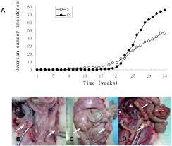 Histology dictates many aspects of clinical treatment ovarian cancer is cancer that develops in one or both the ovaries. The Incidence Of Ovarian Cancer Of Dmba Treated Rats And Representative Download Scientific Diagram