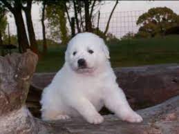 Box 180 beaver wv 25813 phone: Great Pyrenees Anatolian Shepherd Mix Petfinder