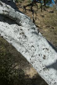 Image result for Boscia albitrunca