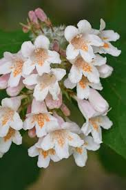 Image result for Kolkwitzia amabilis