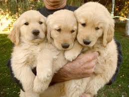 Providing years of love & loyalty! Akc Golden Retriever Puppies Champion Of Family Dogs For Sale In Los Angeles California Classified Americanlisted Com