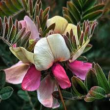 Image result for Tephrosia festina