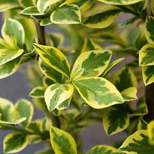 This plant was never as bright green, has no yellow leaves and is now starting to grow toms. Golden Privet Hedge Ligustrum Ovalifolium Aureum