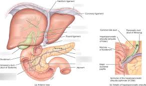 It includes inferior vena cava, abdominal aorta and pancreatic ducts. Anatomy Of Pancreas Liver And Gallbladder Diagram Quizlet