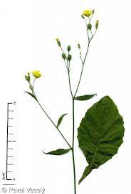 Cicer arietinum (cizrna beraní) lapsana communis (kapustka obecná) cirsium arvense (pcháč oset ) lathyrus pratensis (hrachor luční) lens culinaris (čočka kuchyňská) rheum rhabarbarum (reveň kadeřavá) leucanthemum vulgare (kopretina bílá) ribes rubrum (rybíz červený ) Lapsana Communis Kapustka Obecna Pladias Databaze Ceske Flory A Vegetace