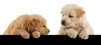 Antwort auf den beitrag stubenreiner hund macht in wohnung von anne'anyone. á… Hund Welpe Stubenrein Bekommen Tipps Tricks Fur Hundebesitzer