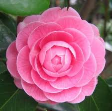 Resultado De Imagen De Tsubaki Flower Pretty Flowers Pictures Camellia Flower Japanese Flowers
