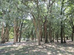 A bienal de são paulo (antiga bienal internacional de arte de são paulo) é uma exposição de artes que ocorre a cada dois anos na cidade de são paulo, desde 1951. Parque Urbano Sara Moreira