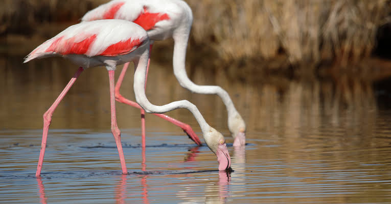 Nature Conservation Day 2024 - BirdLife International