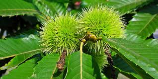 Neflier Du Japon Eriobotrya Japonica Ou Bibacier Plantation Culture Entretien
