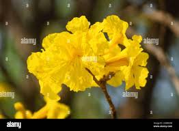 Image result for Handroanthus chrysanthus
