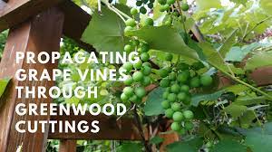 This study was conducted to determine to find out how long the grapevine cuttings of rootstock 41b should be submerged in order to increase adventitious root formation. How To Propagate Grape Vines Through Greenwood Cuttings Growing The Home Garden