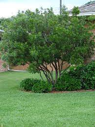 Wax Myrtle Trees Privacy Landscaping Landscaping Trees Backyard Trees