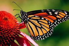 Monarch Magic at the Olive Free Library