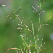 Image result for Eragrostis plana