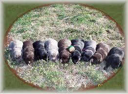 This page is your doorway to the wealth of information on labrador puppies that you will find throughout this site. Purchasing Information For Purchasing A Labrador From Shimmering Silver Labradors