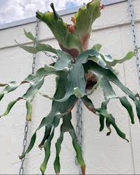 Image result for Dipcadi platyphyllum