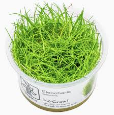 Image result for Eleocharis caduca