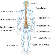 The central nervous system is the integration and command center of the body. Blank Nervous System Diagram Neovin Noiseless Telecaster Wiring Diagram Begeboy Wiring Diagram Source