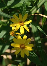 Image result for Lipotriche