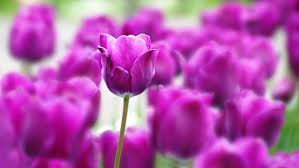 We did not find results for: 5 Spring Bulbs To Plant In Your Garden Now Cbs New York